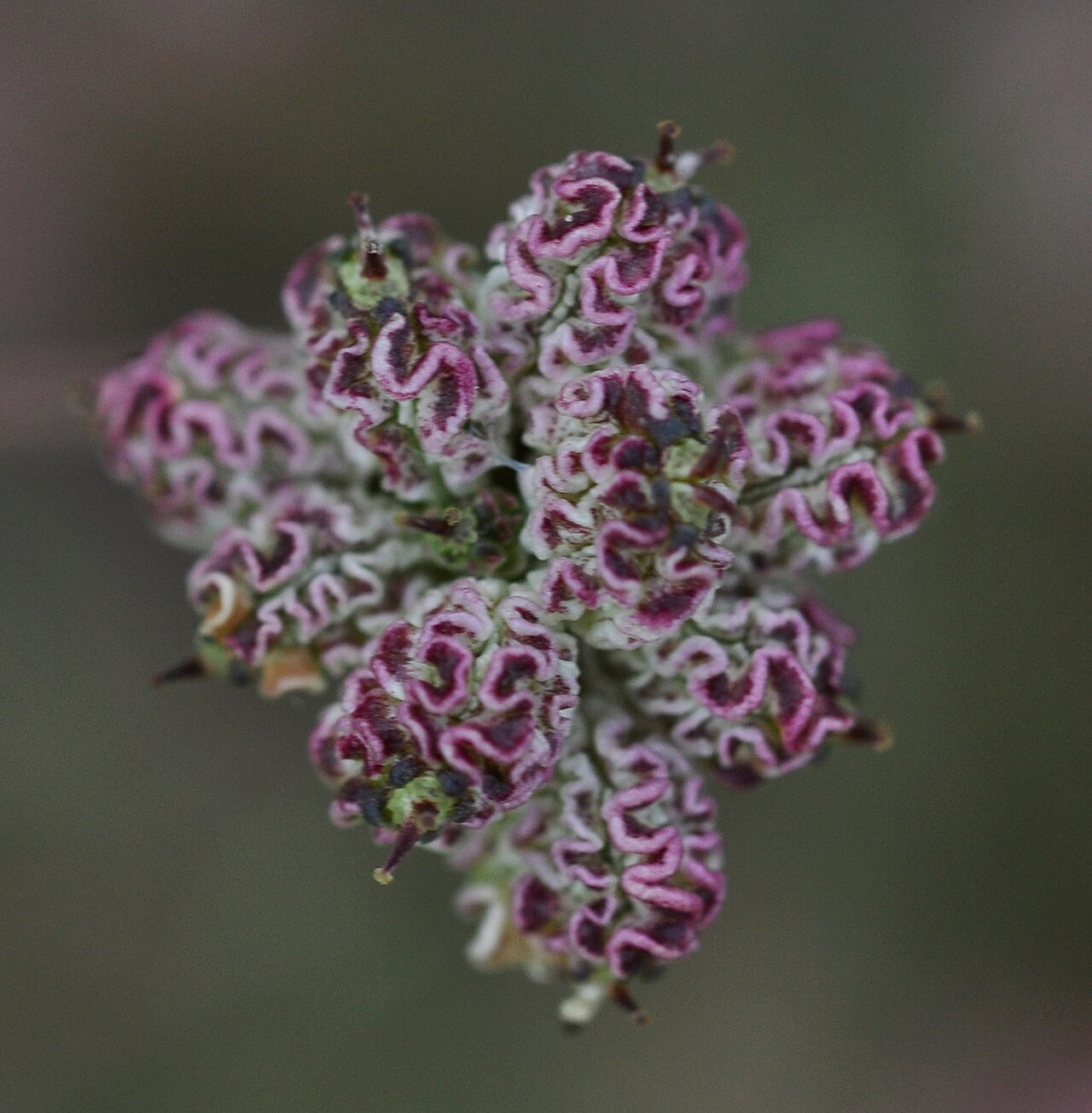 Trinia crithmifolia