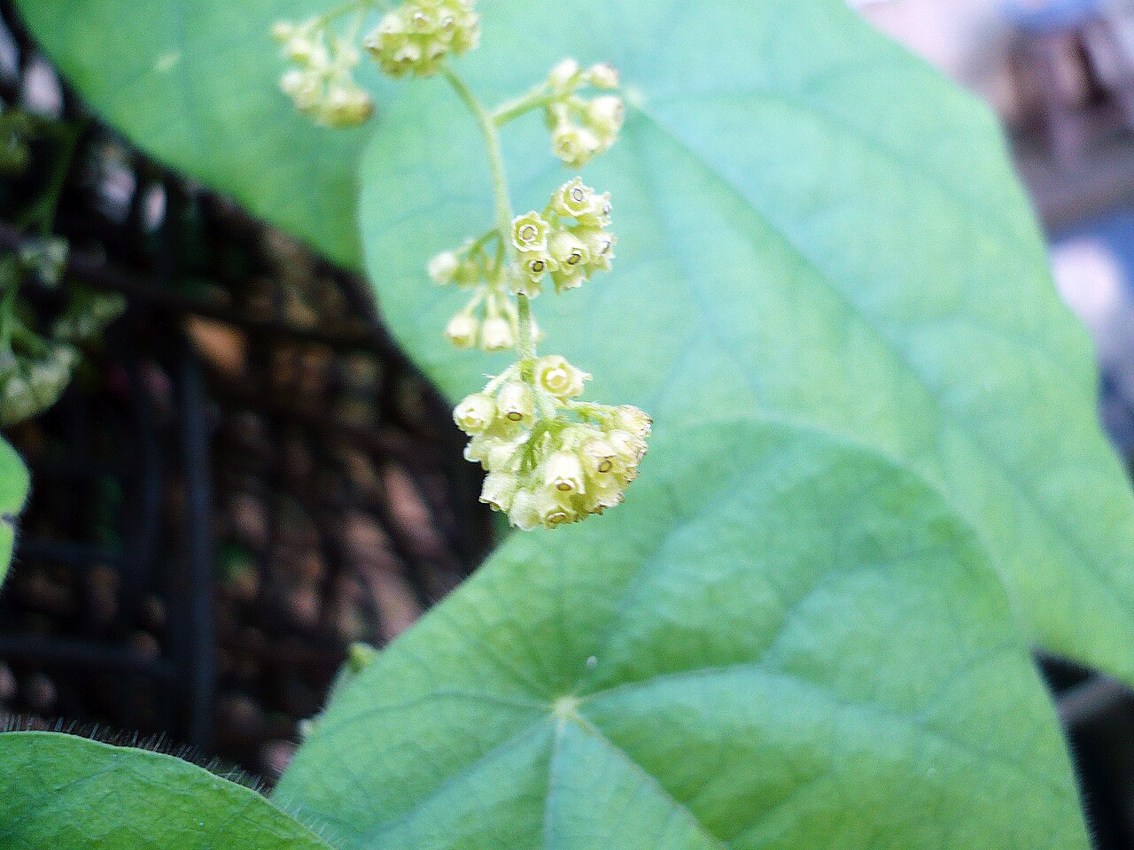 Cissampelos pareira