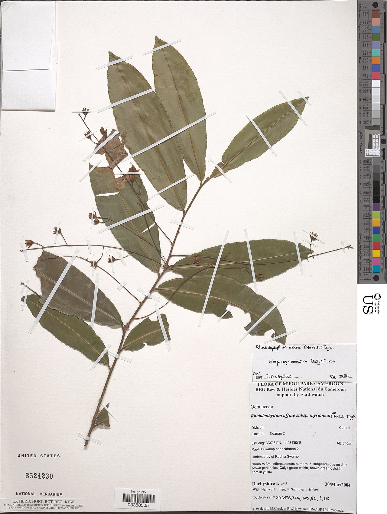 Rhabdophyllum affine