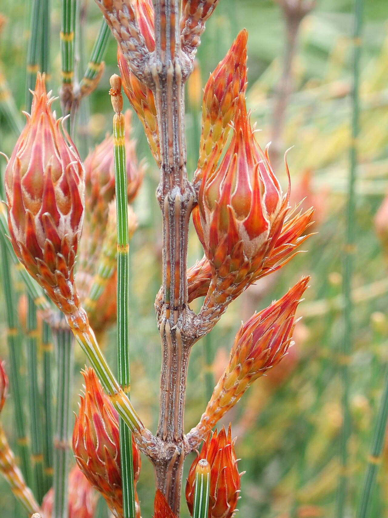 Allocasuarina distyla