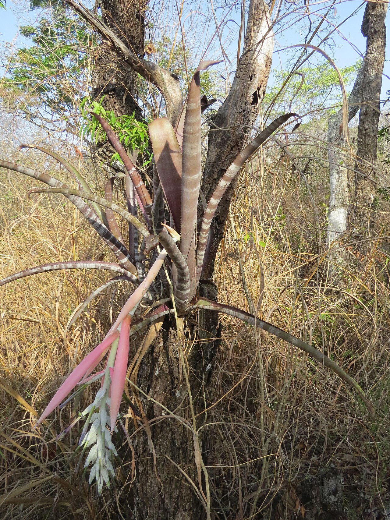Billbergia pallidiflora