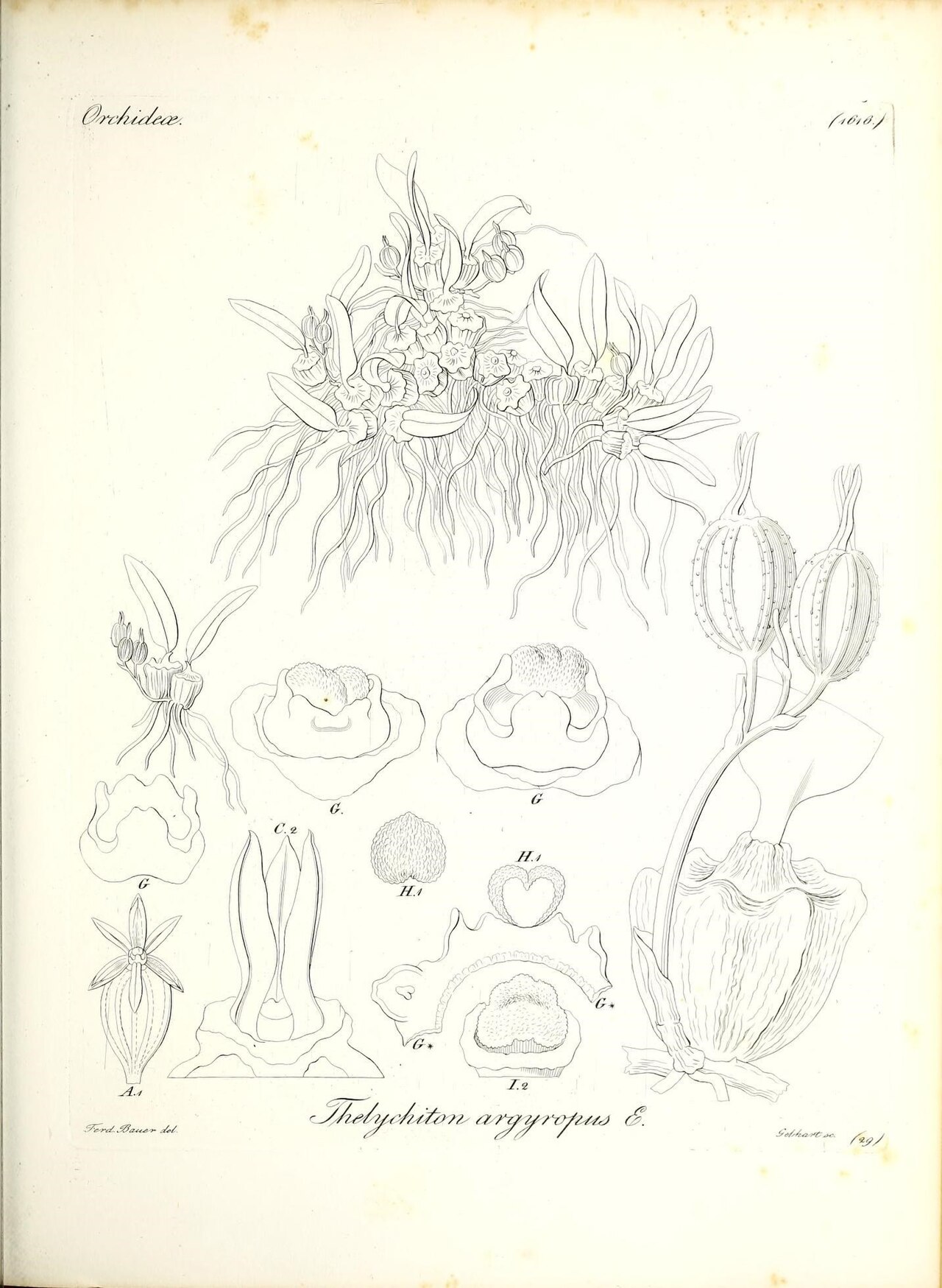Silver strand orchid