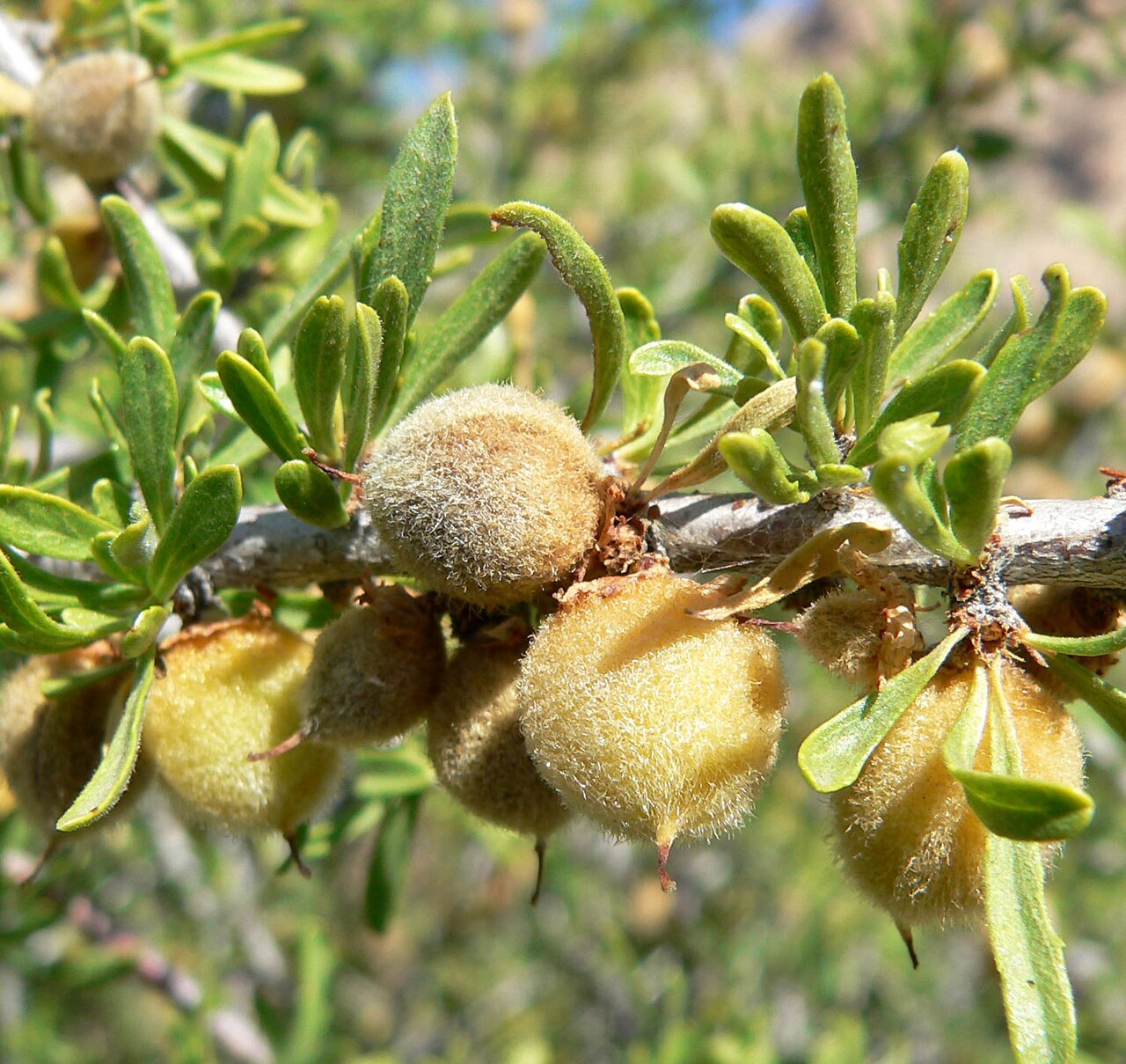 Wild almond
