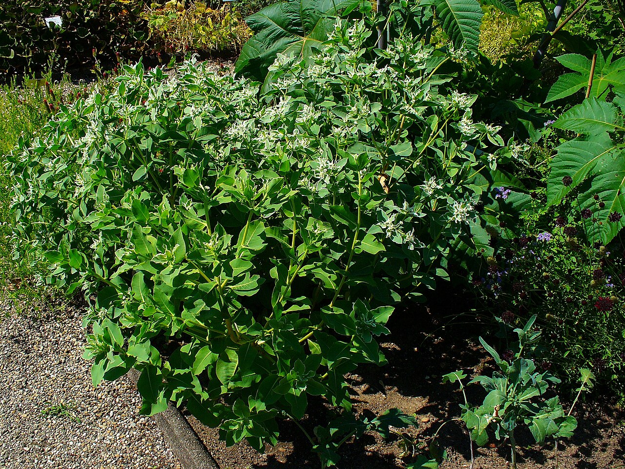 Euphorbia marginata