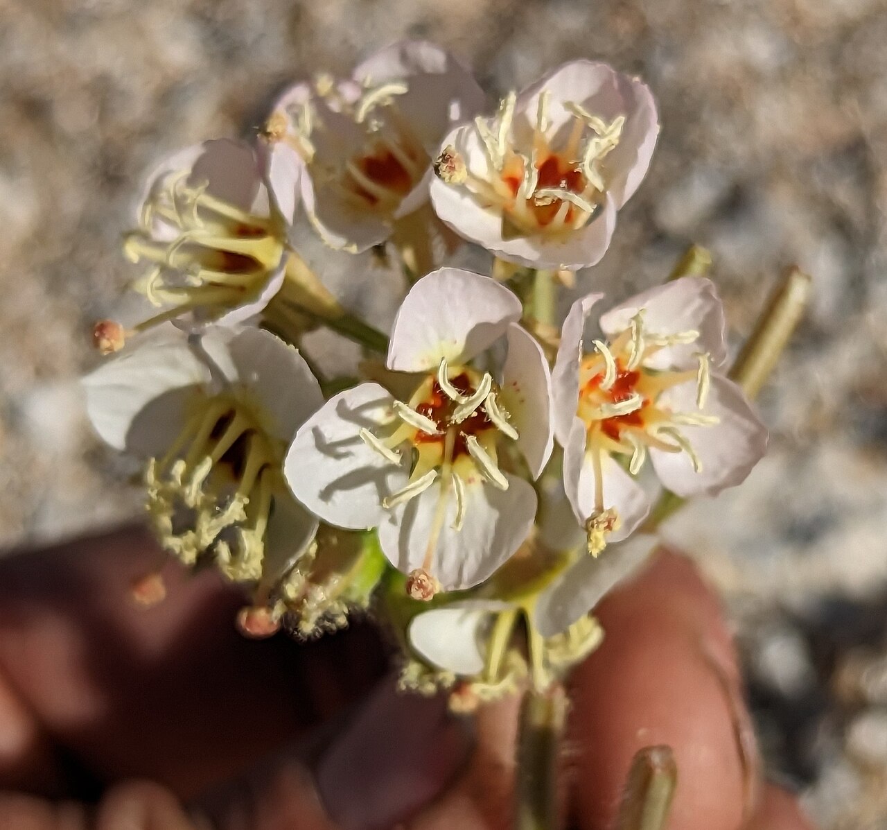 Chylismia claviformis