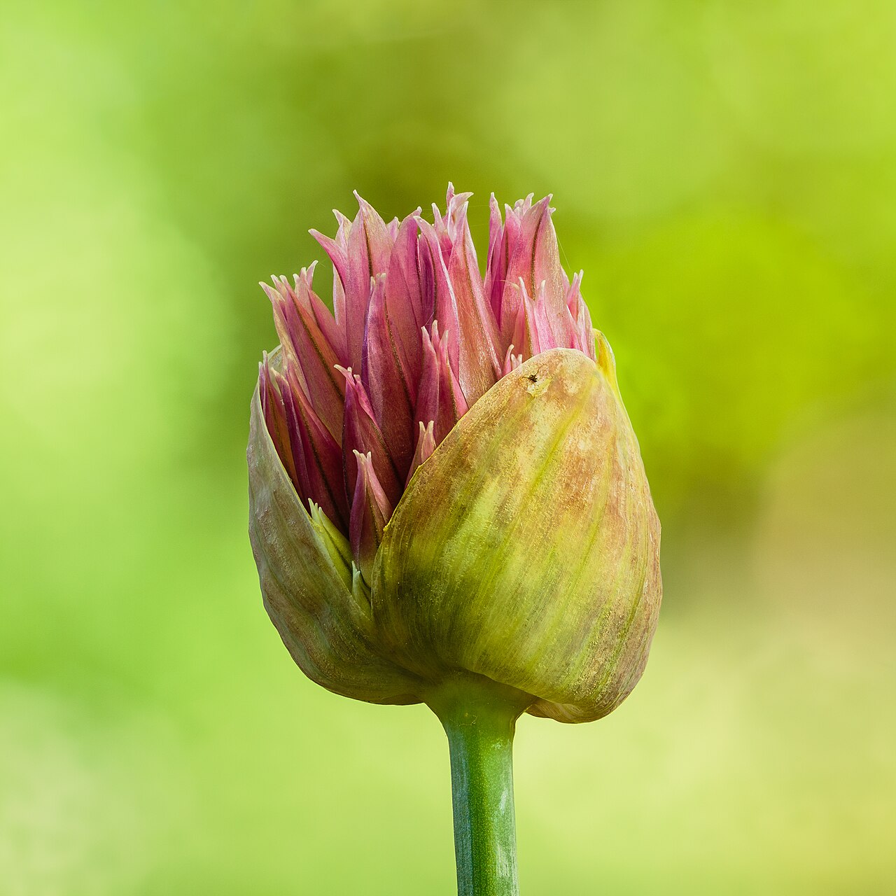 Allium sphaerocephalon