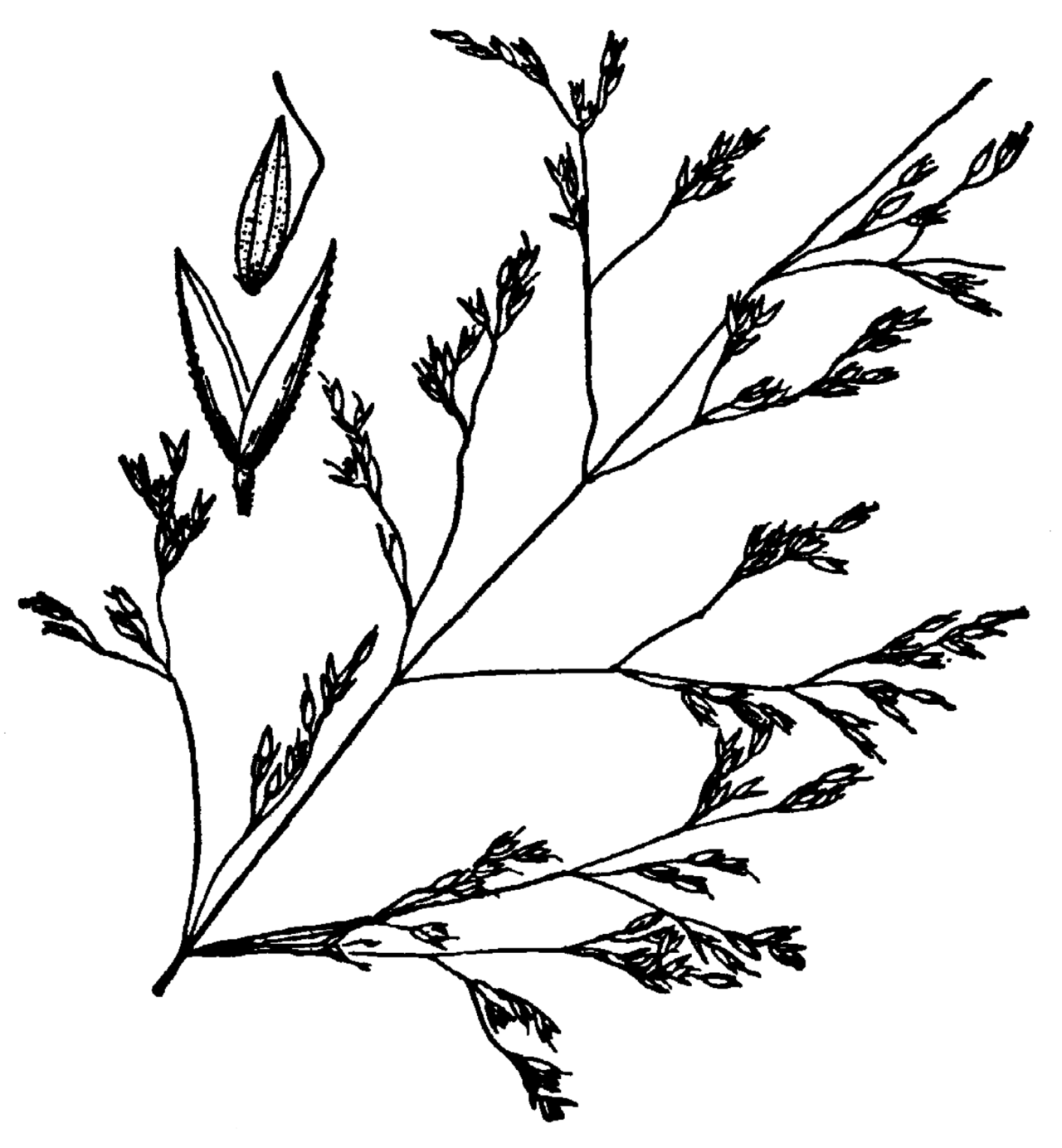 Agrostis hooveri