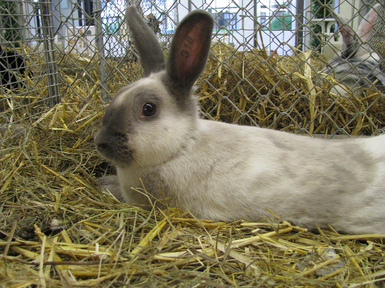 Siamese Sable rabbit