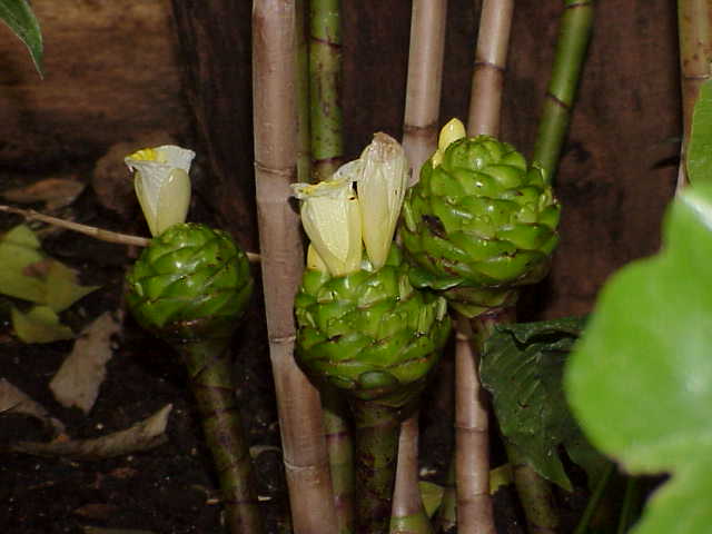 Costus deistelii