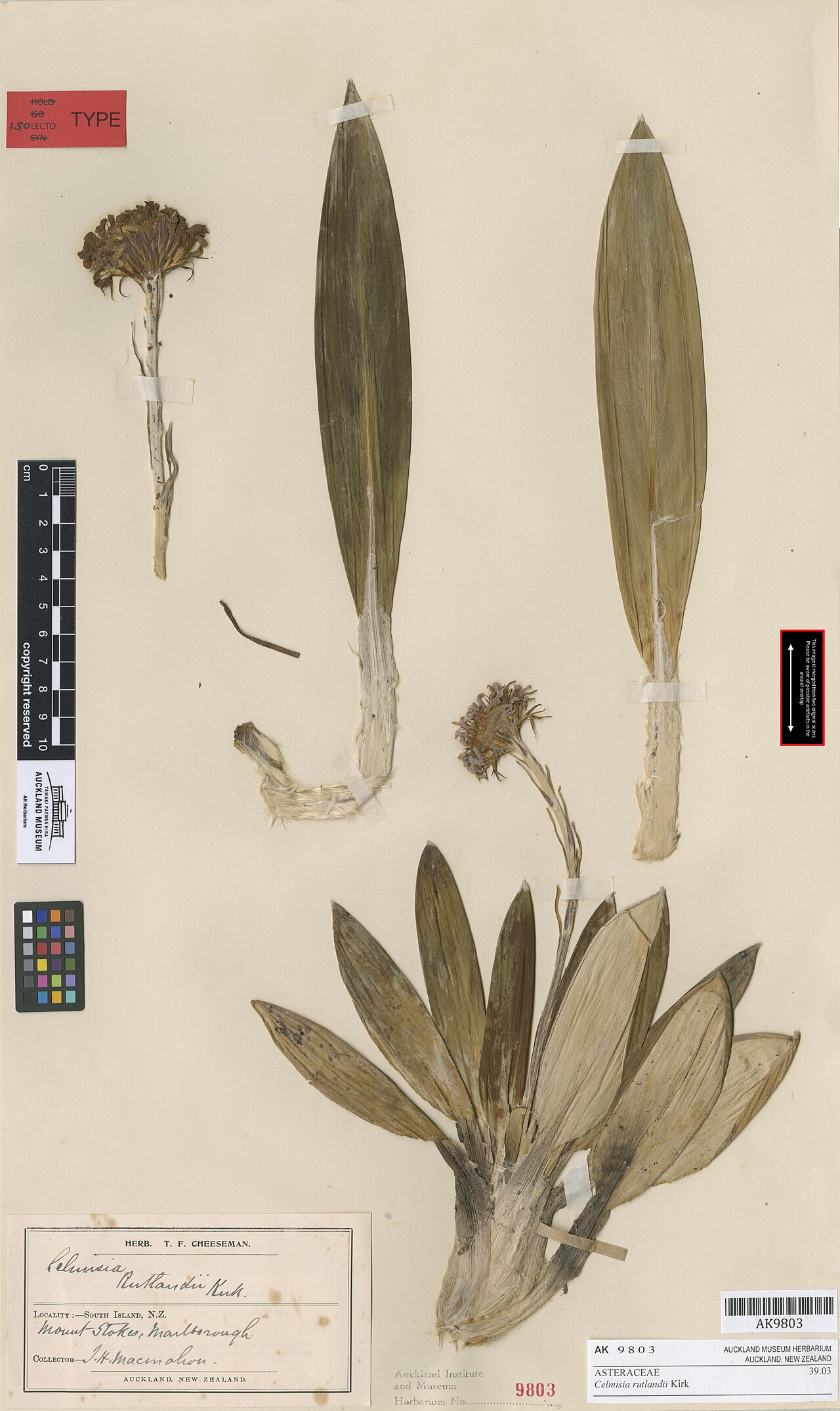 Celmisia rutlandii