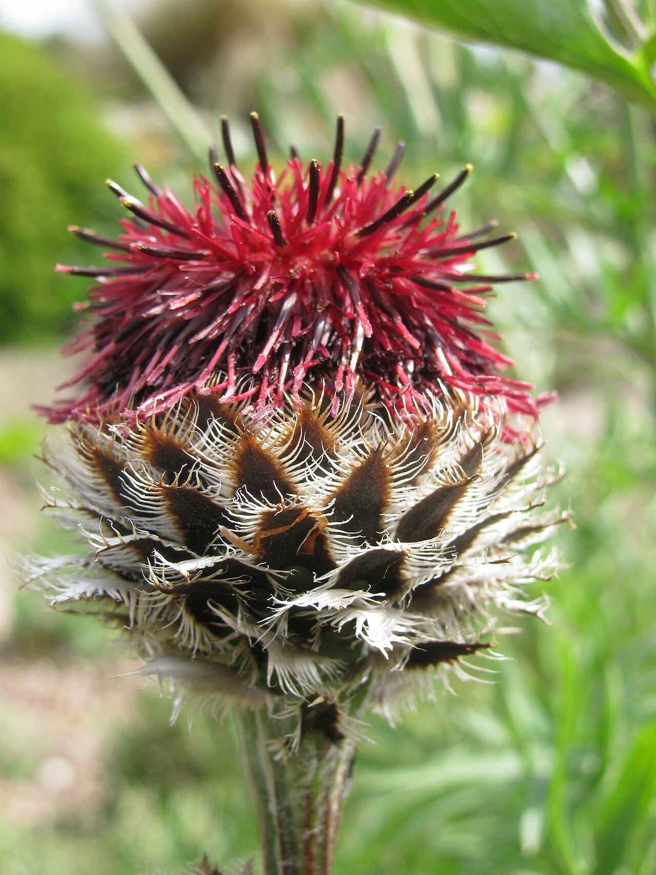 Centaurea atropurpurea