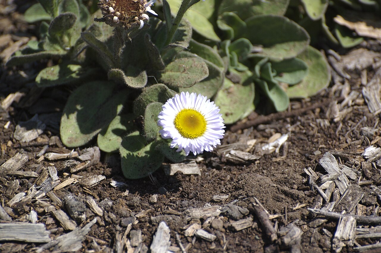 Erigeron blochmaniae