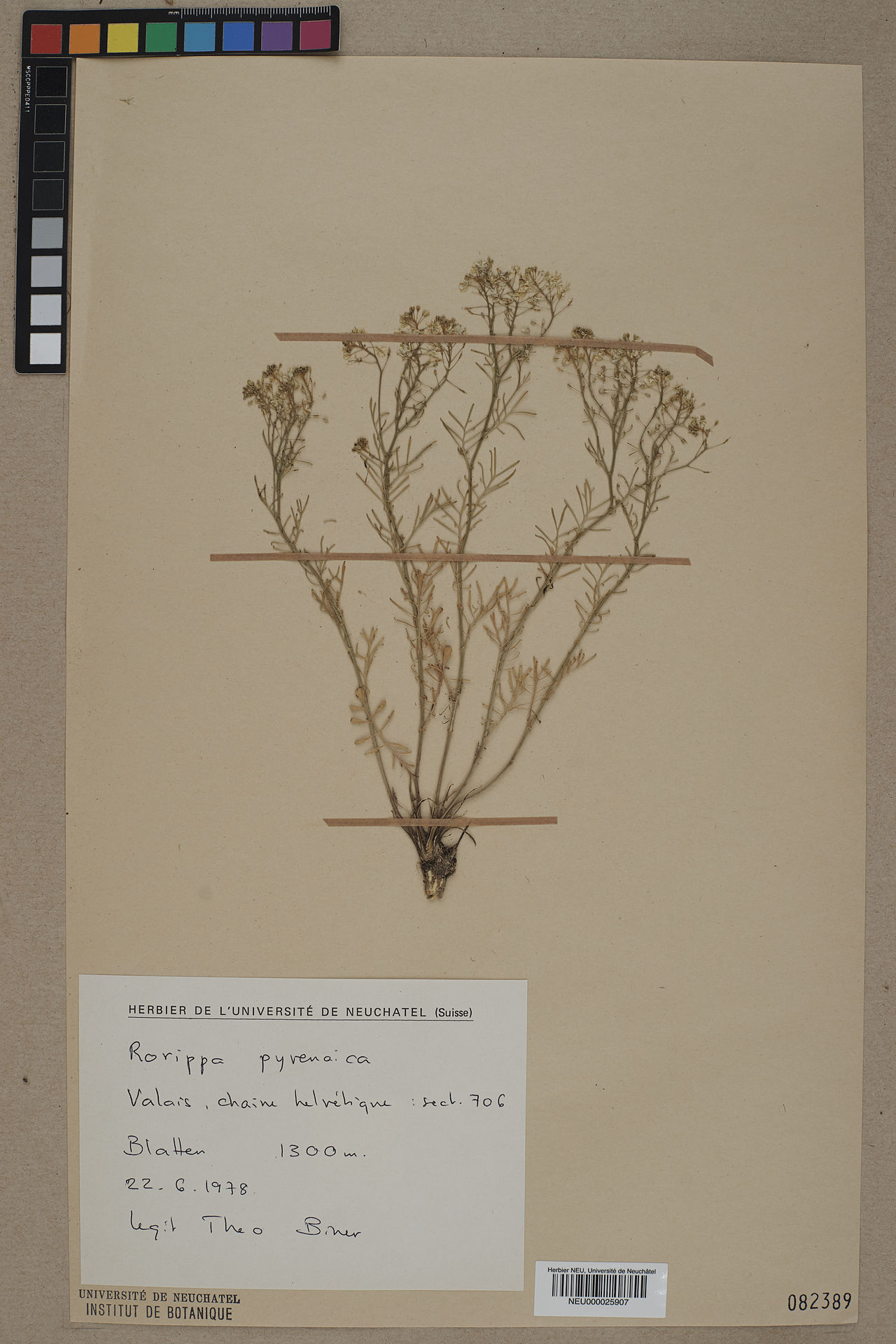 Rorippa pyrenaica