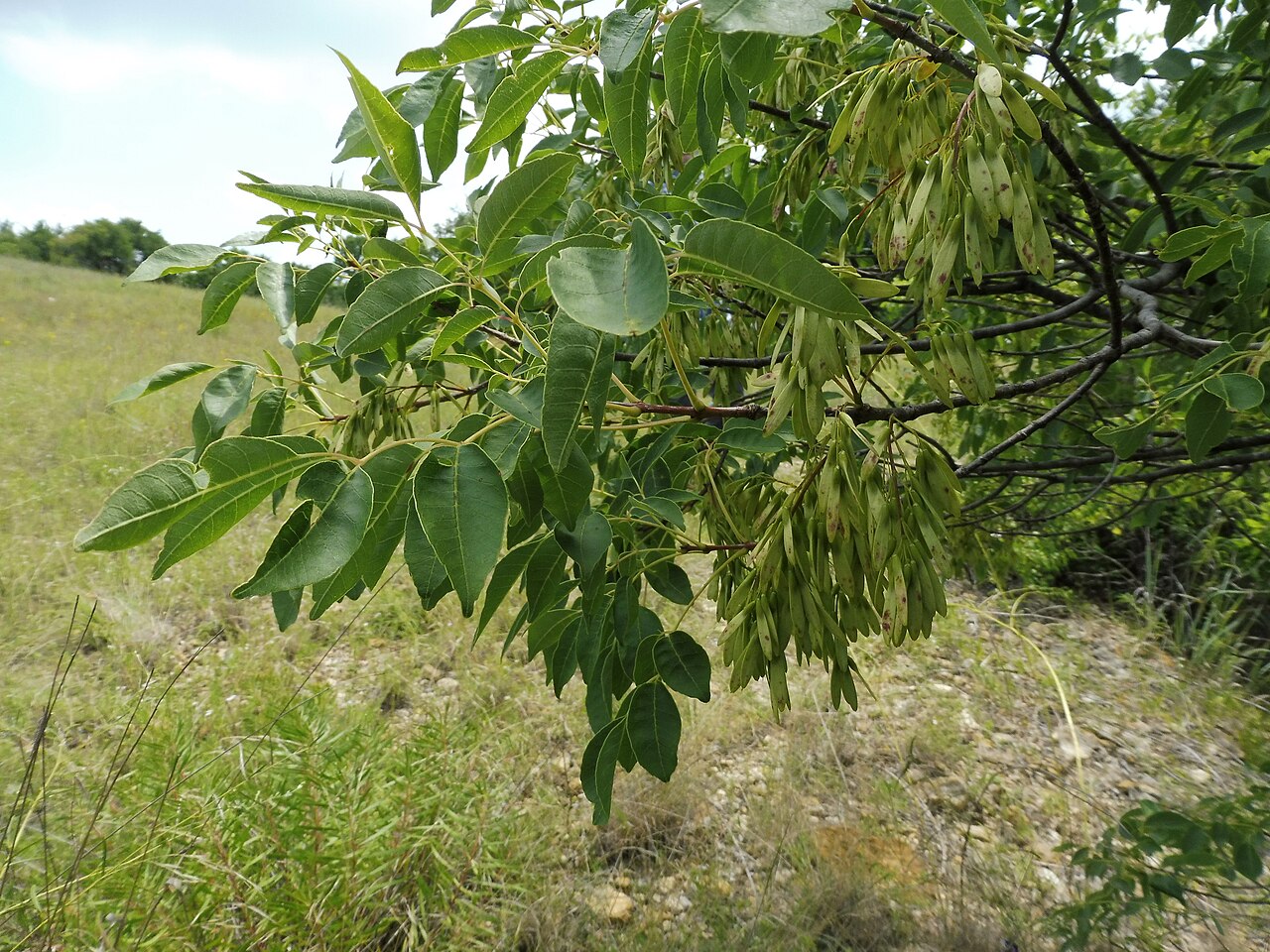 Fraxinus texensis
