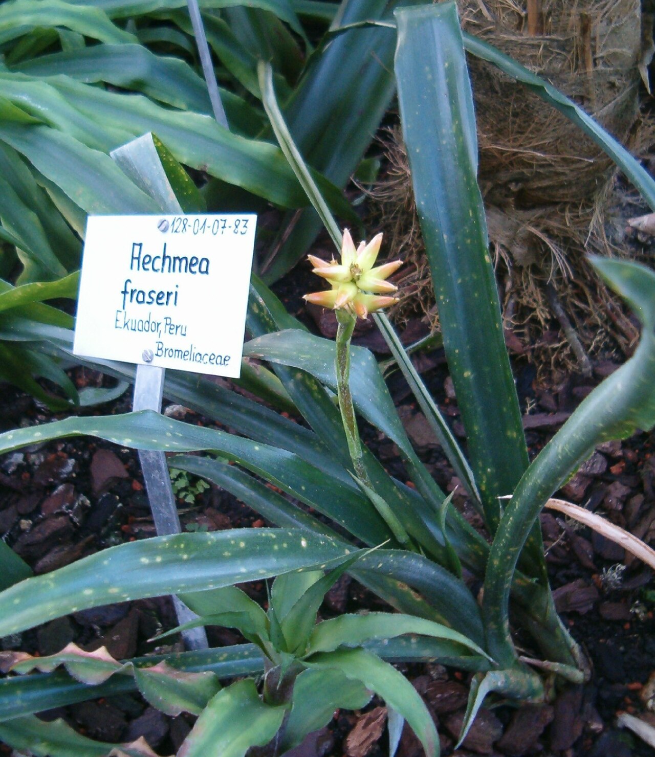 Aechmea fraseri