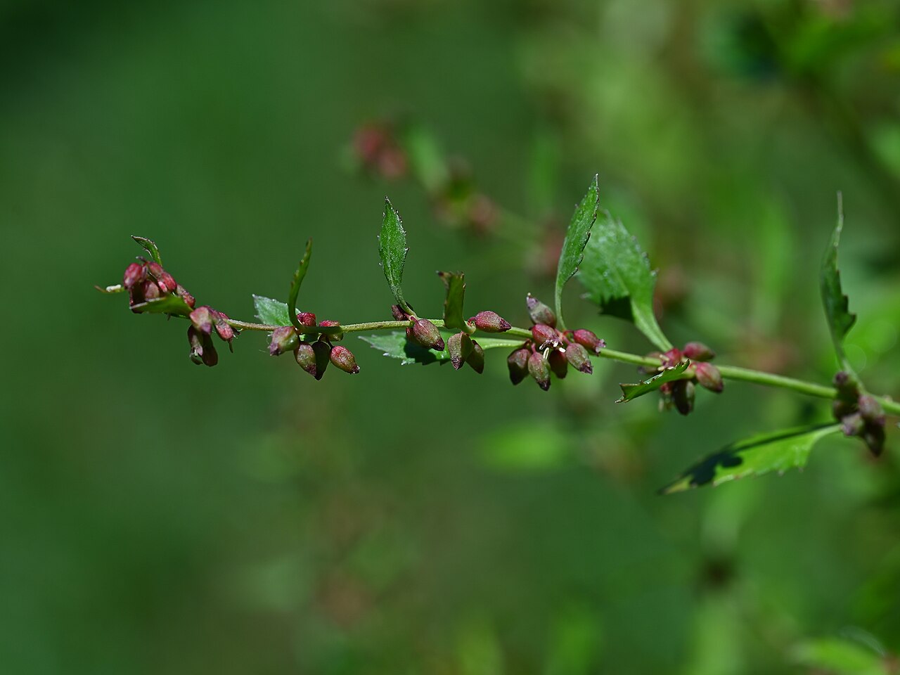 Haloragis masafuerana