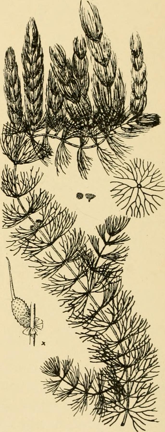 Ceratophyllum platyacanthum