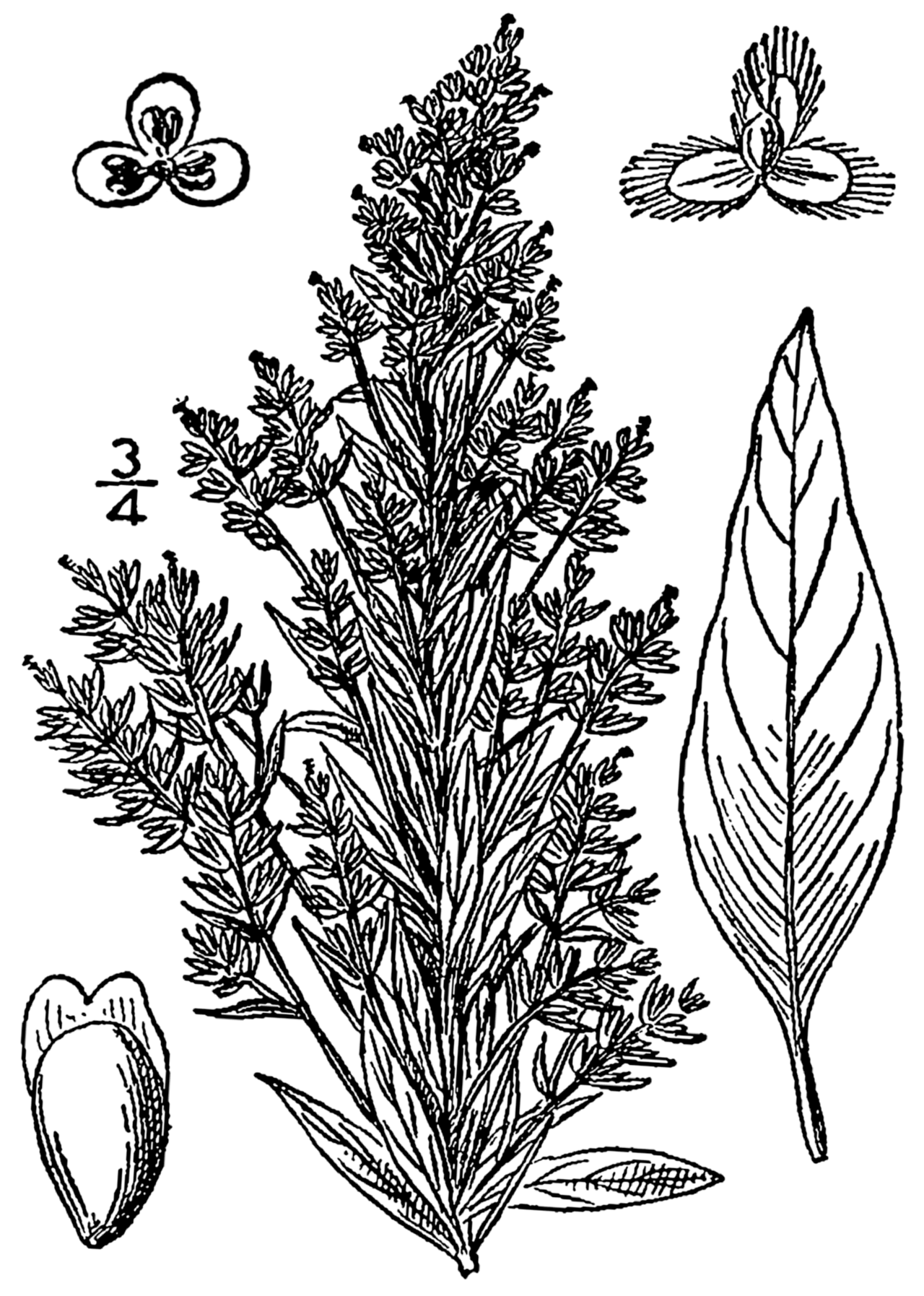 Russian pigweed and upright axyris