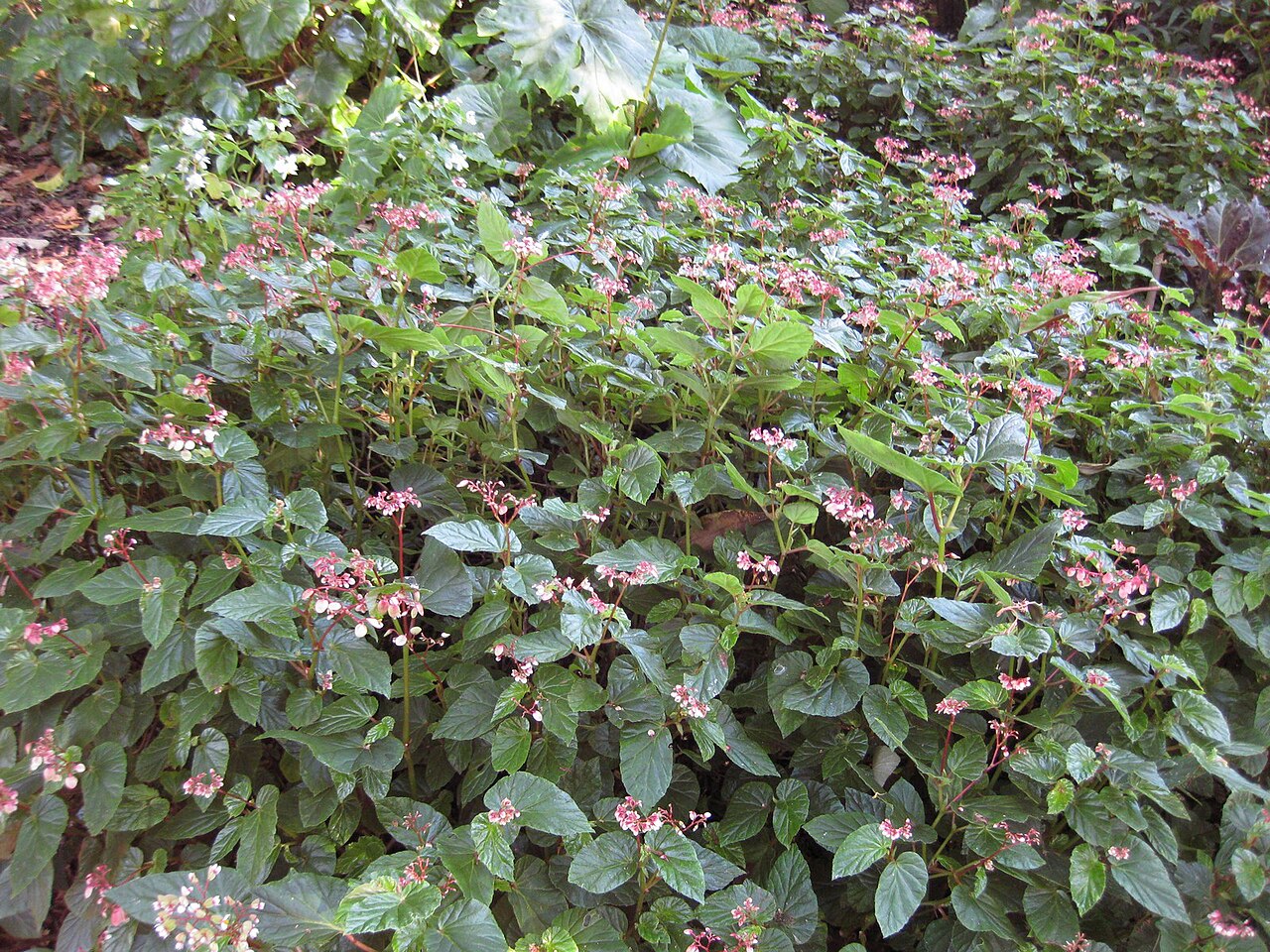 Begonia domingensis