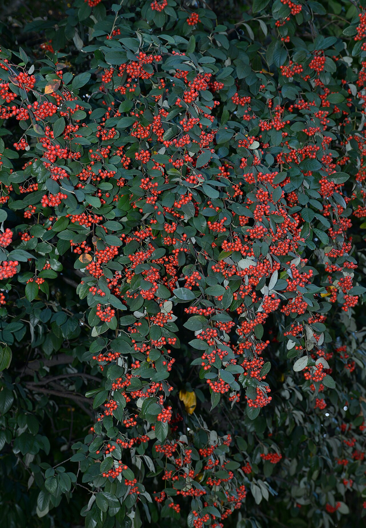 Cotoneaster lacteus