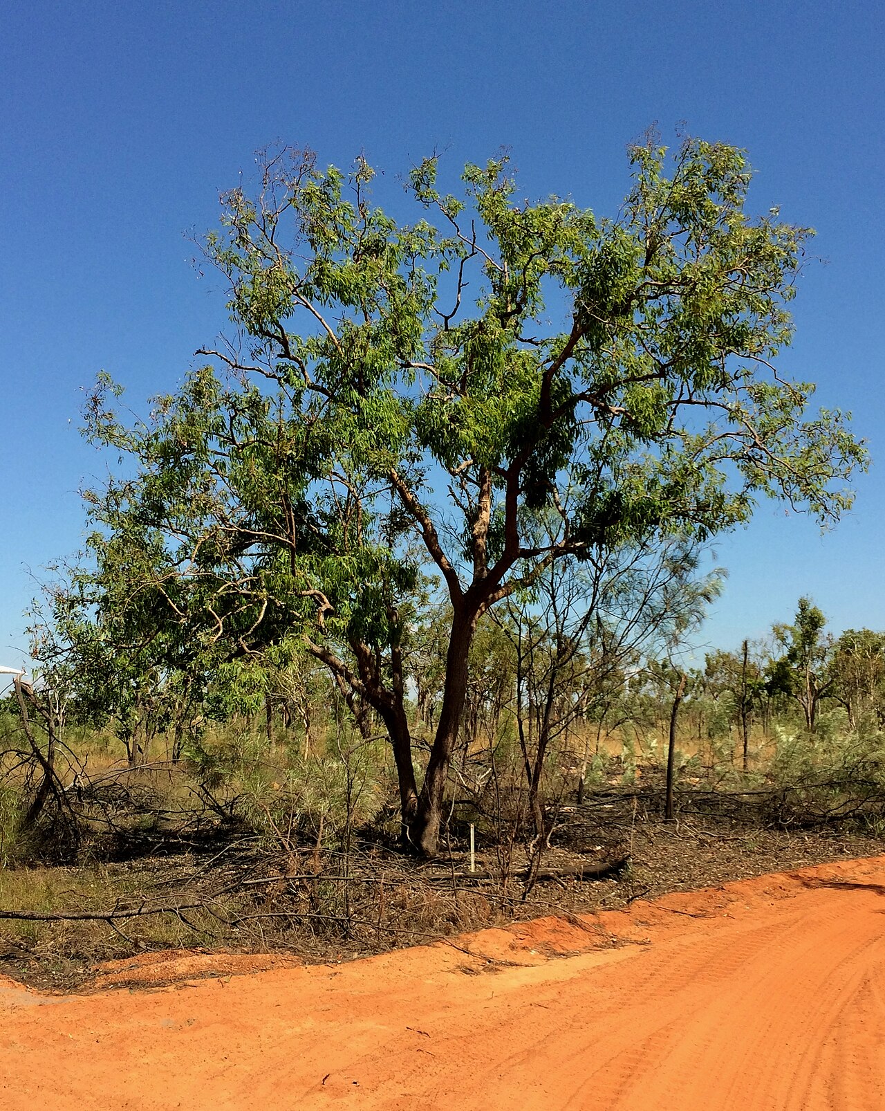 Corymbia polycarpa
