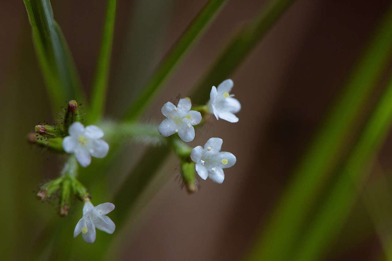 Triplostegia glandulifera