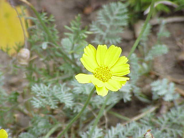 Anthemis marschalliana