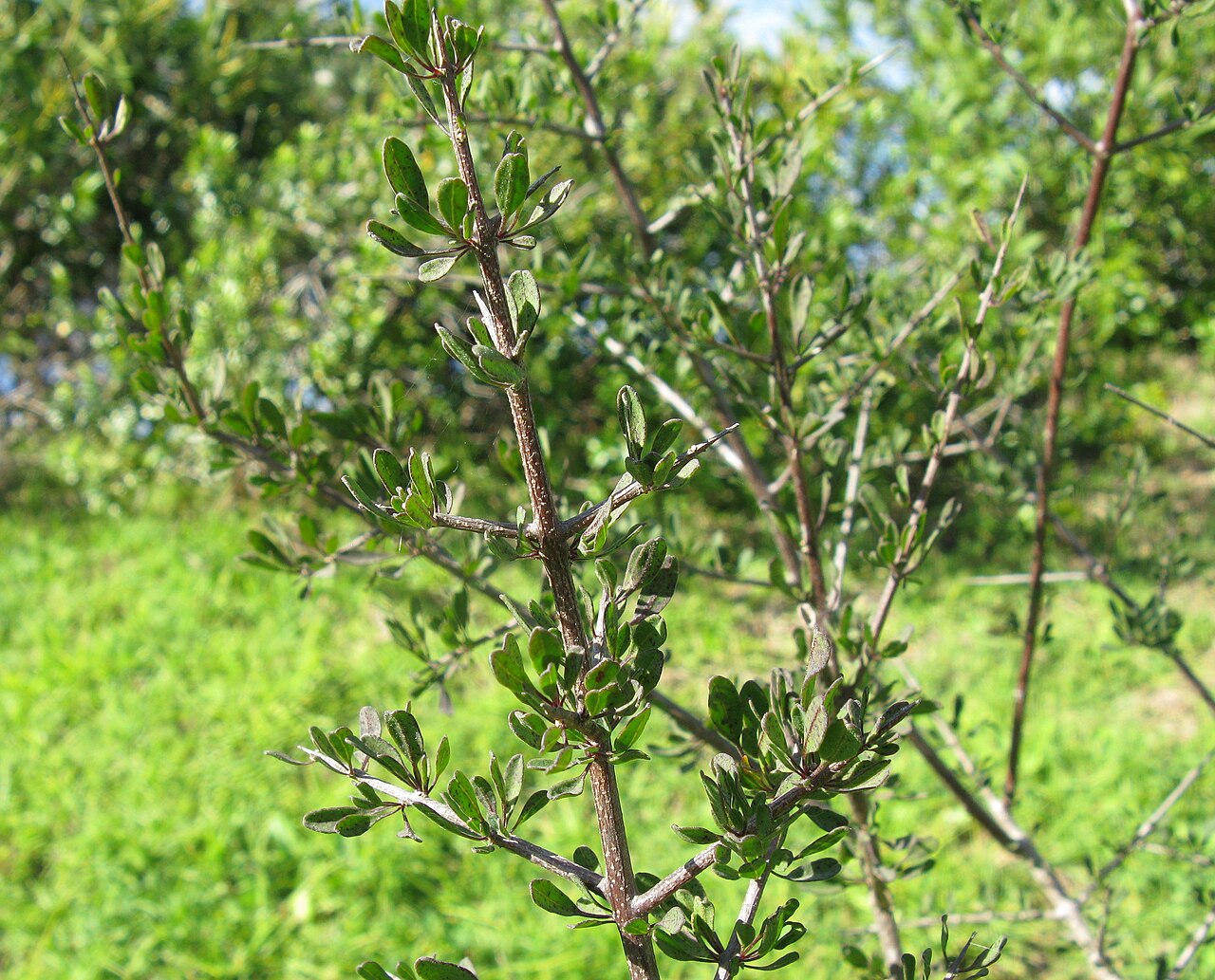 Rhigozum trichotomum