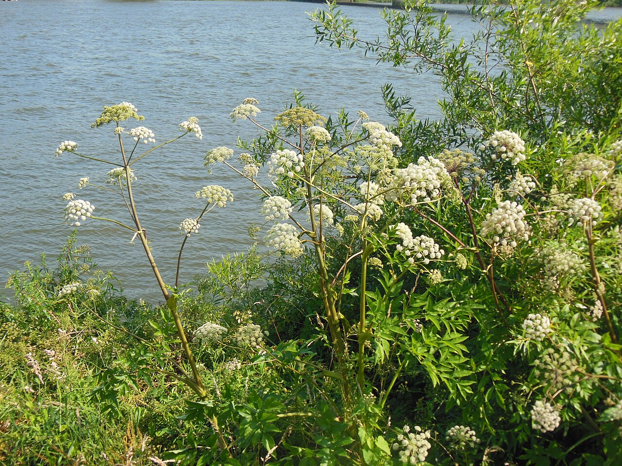 Angelica heterocarpa