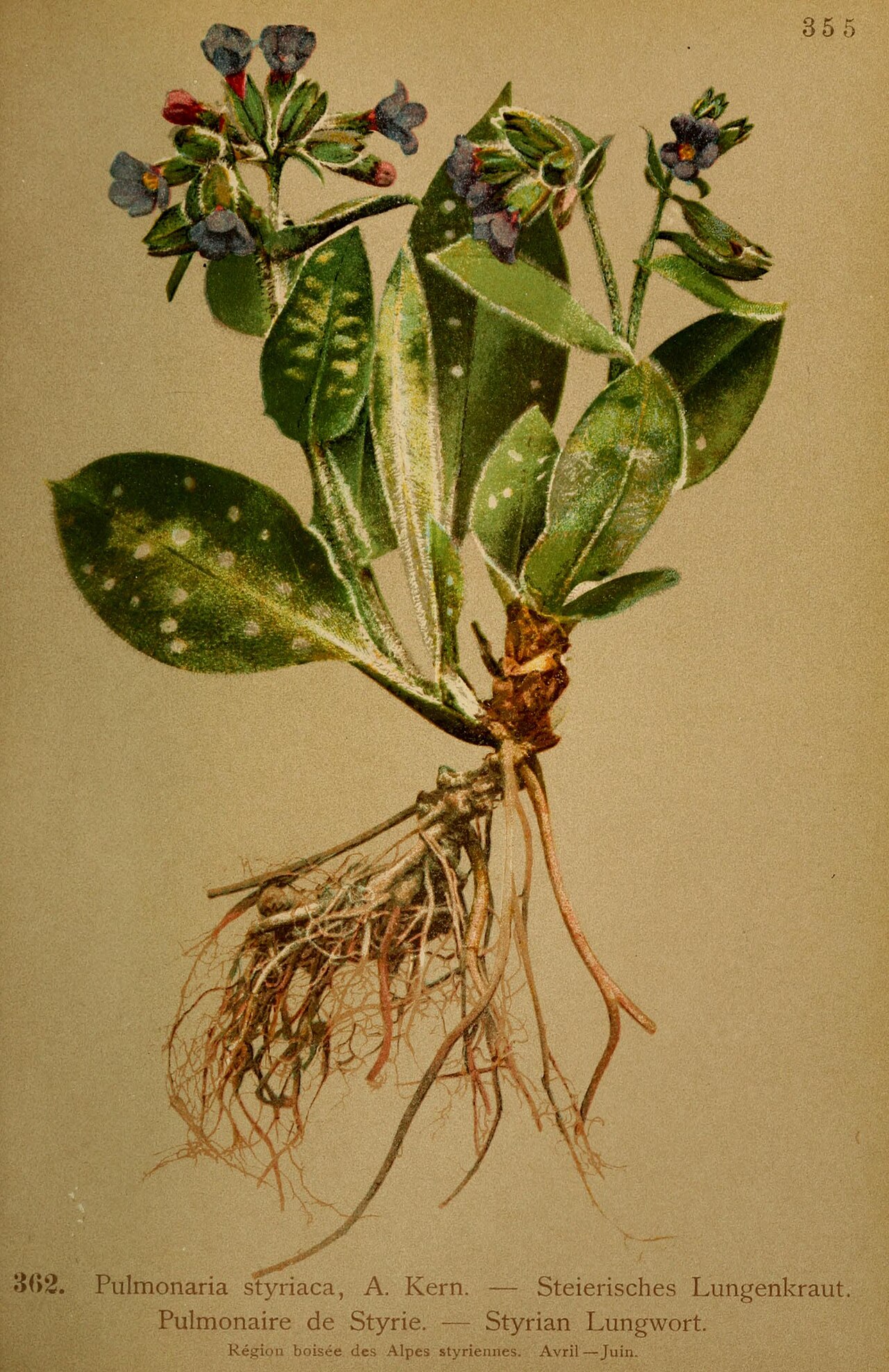 Pulmonaria stiriaca