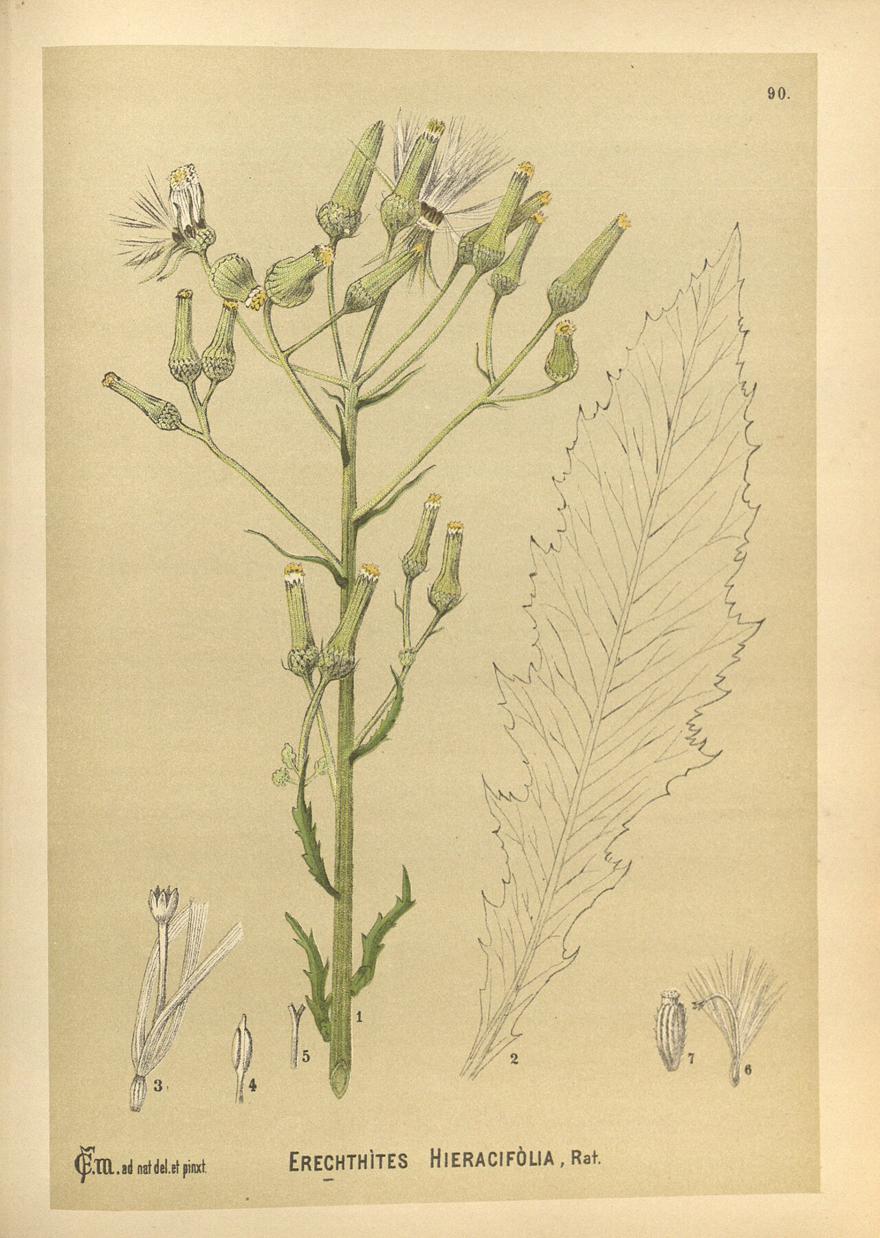 Erechtites hieraciifolius