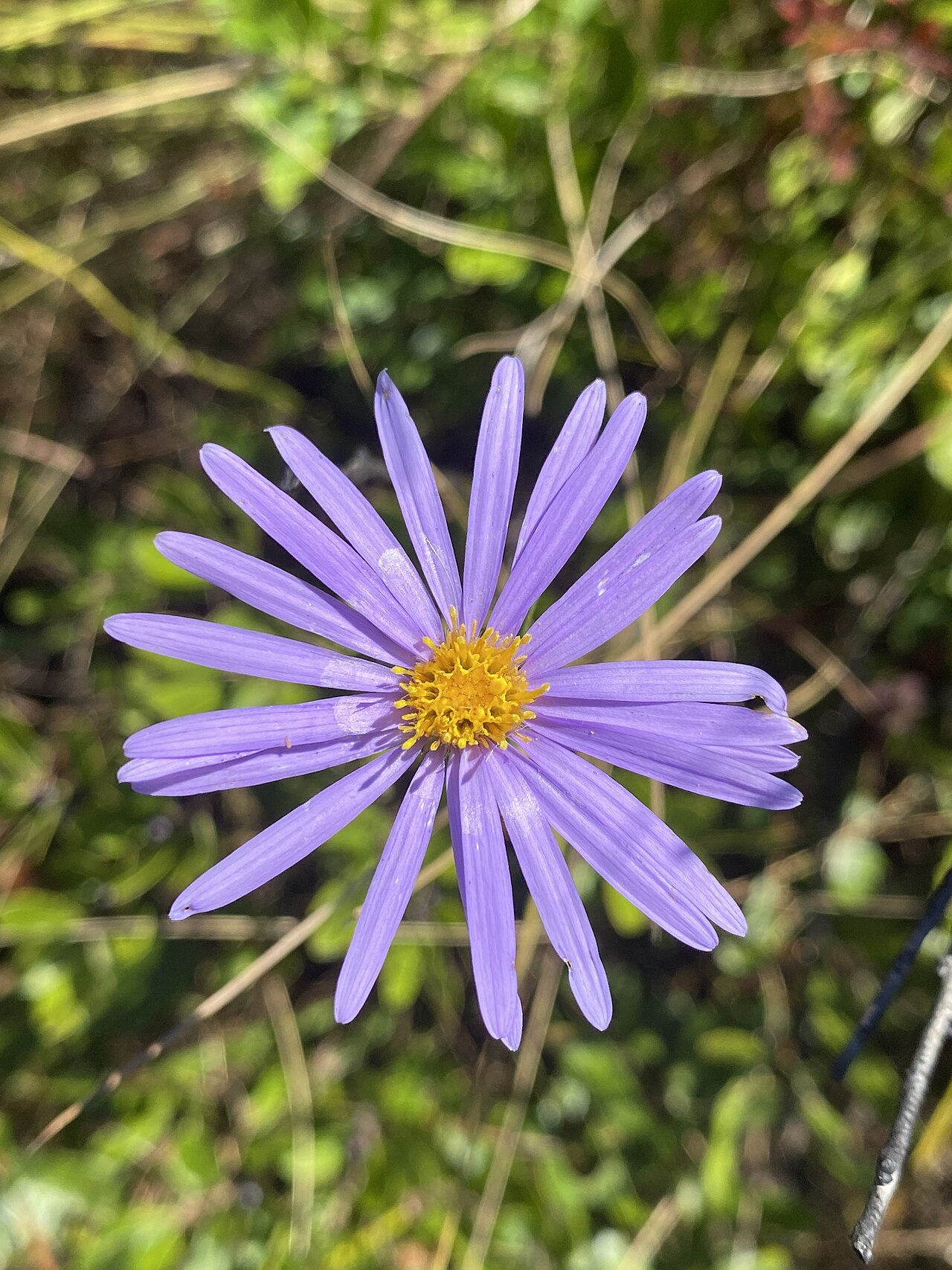 Southern swamp aster or Savannah grass-l