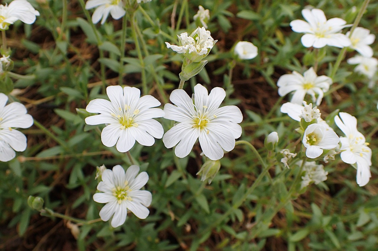 Cerastium decalvans