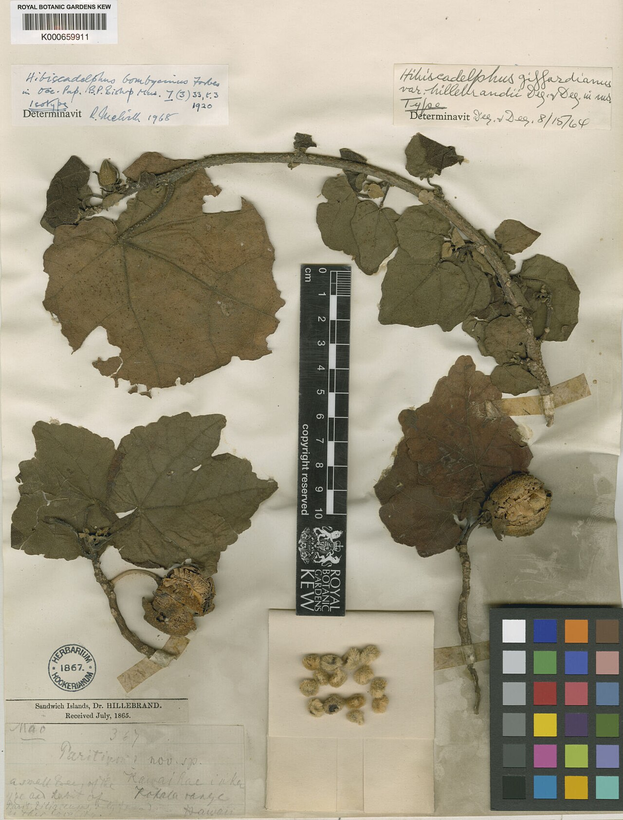 Hibiscadelphus bombycinus