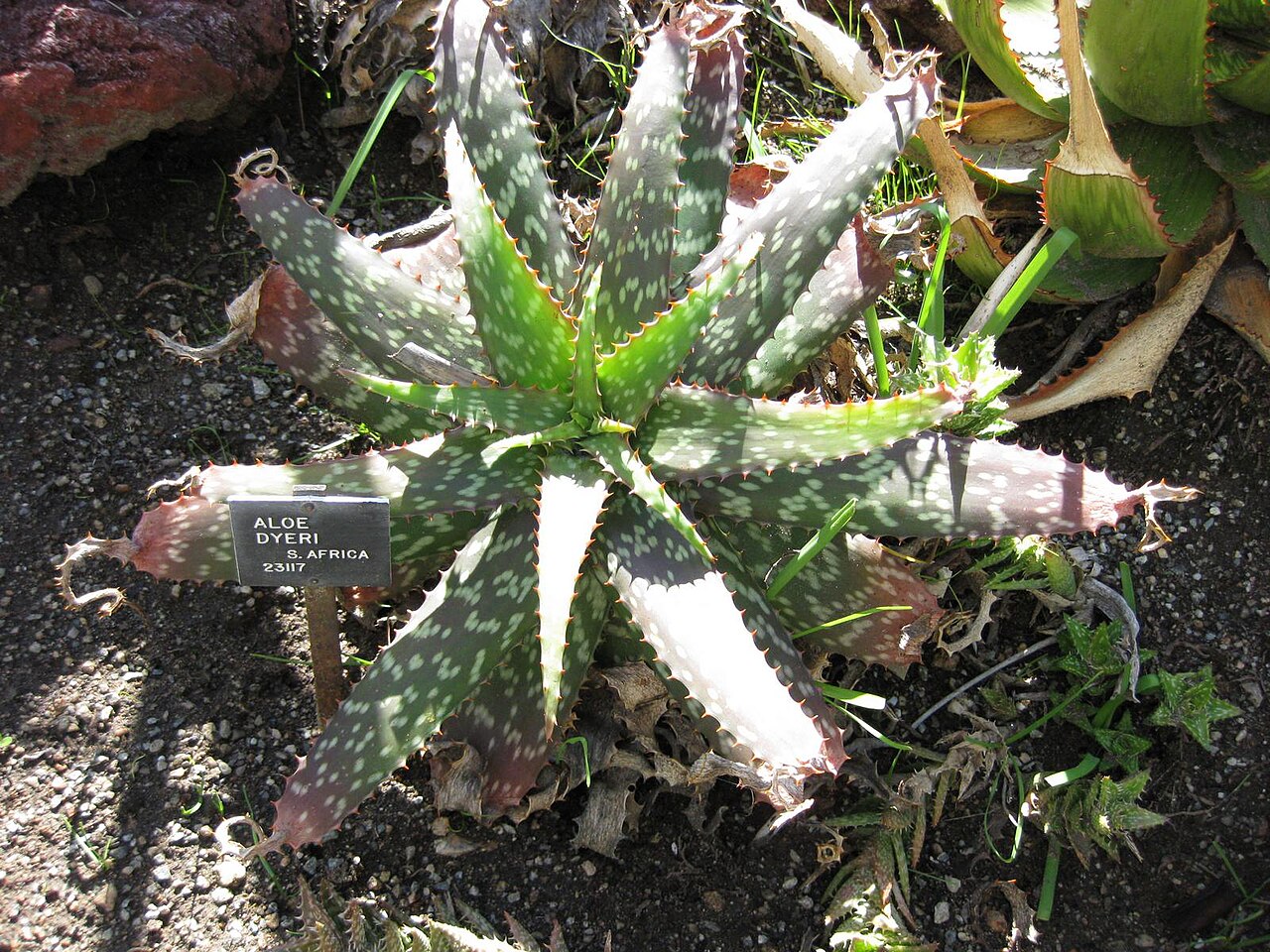 Aloe dyeri