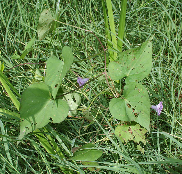 Ipomoea capillacea