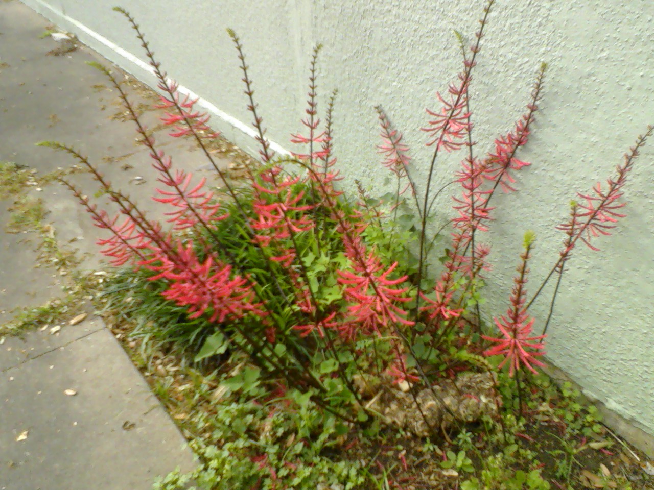 Erythrina americana