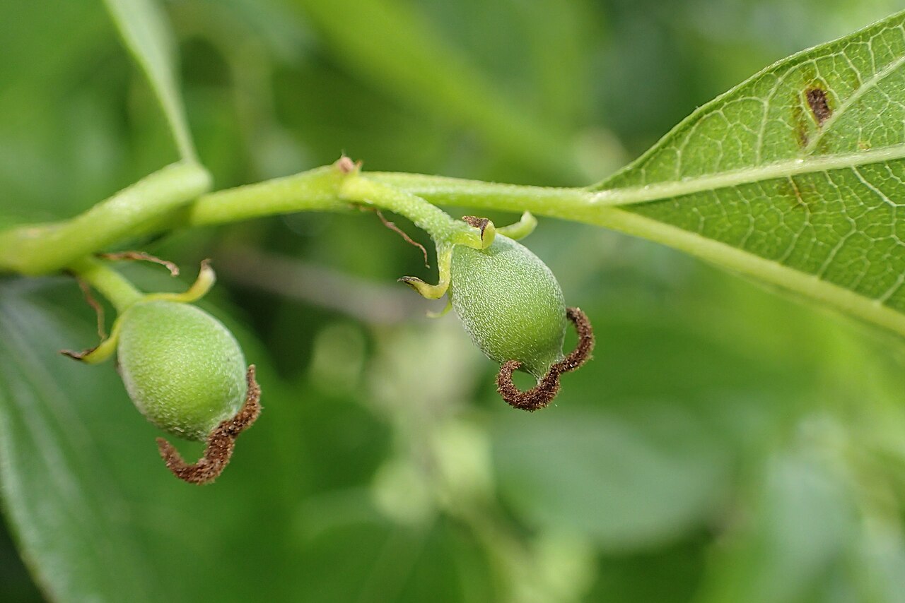 Aphananthe