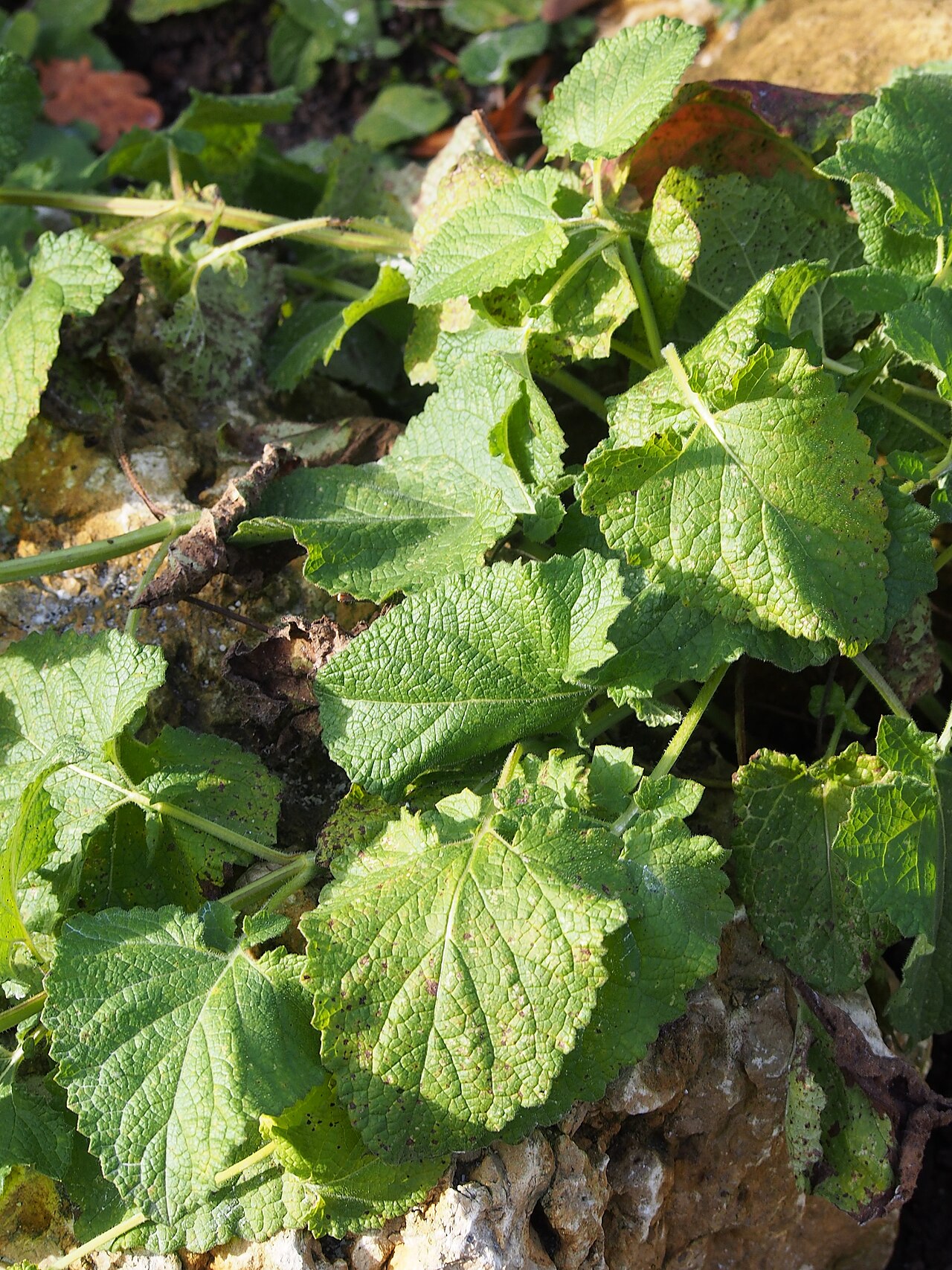 Salvia verticillata