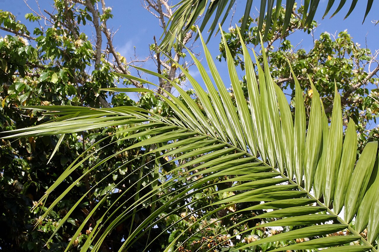 Heterospathe elata