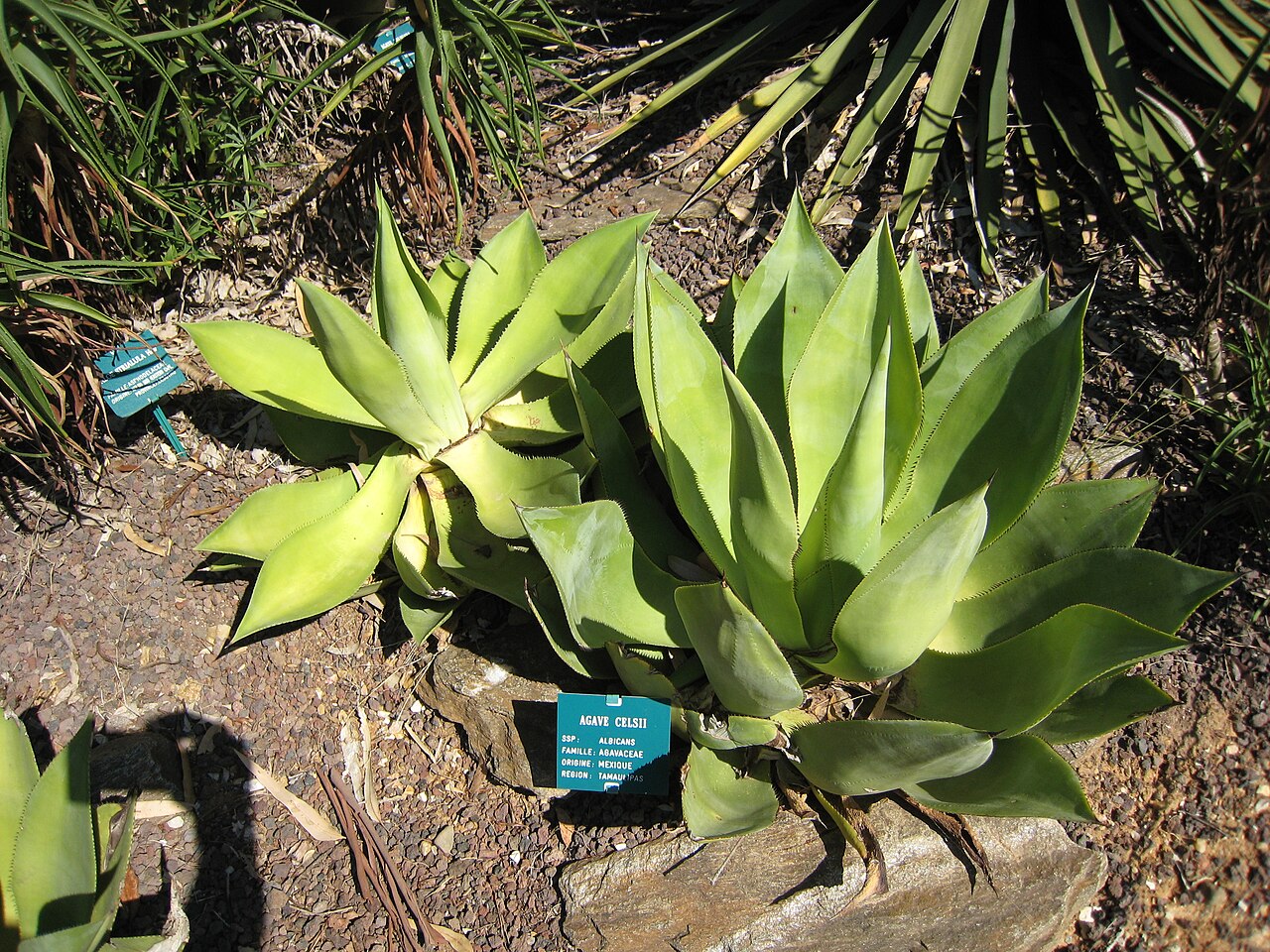 Agave mitis