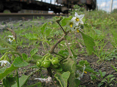 Hoe nightshade