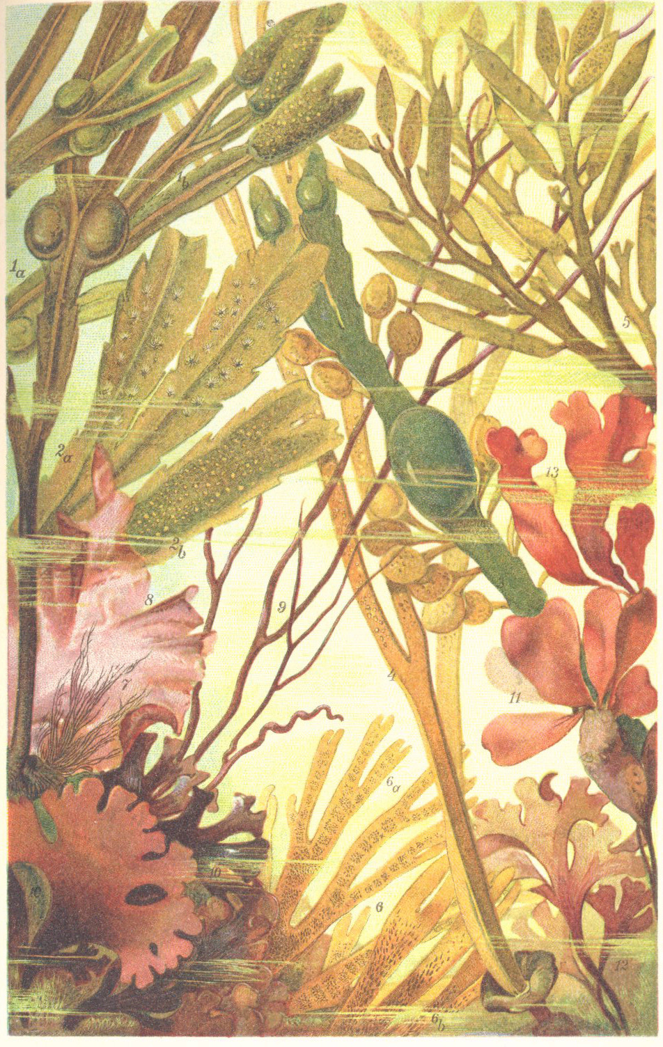 Bangia fuscopurpurea