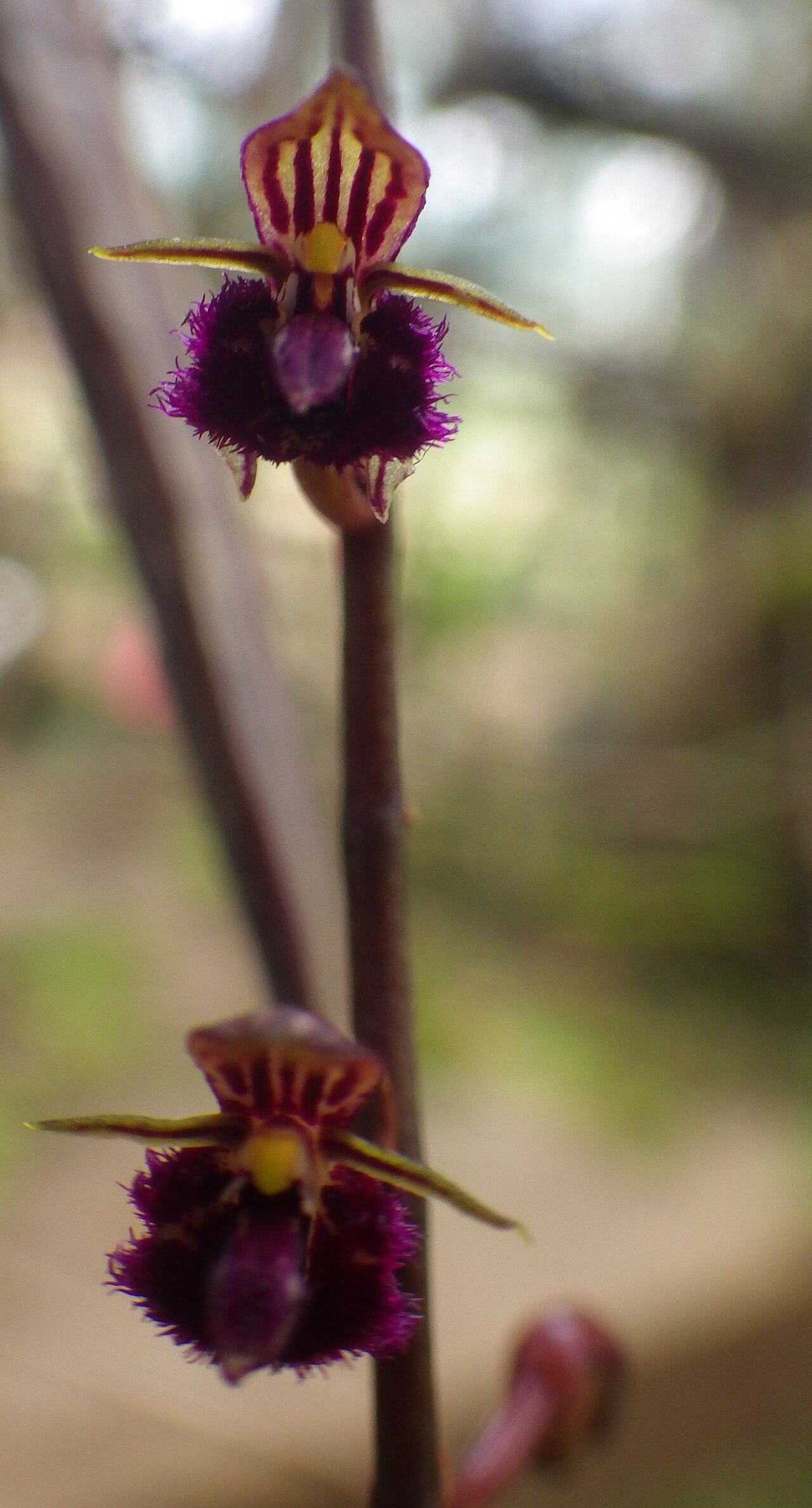 Bulbophyllum fayi