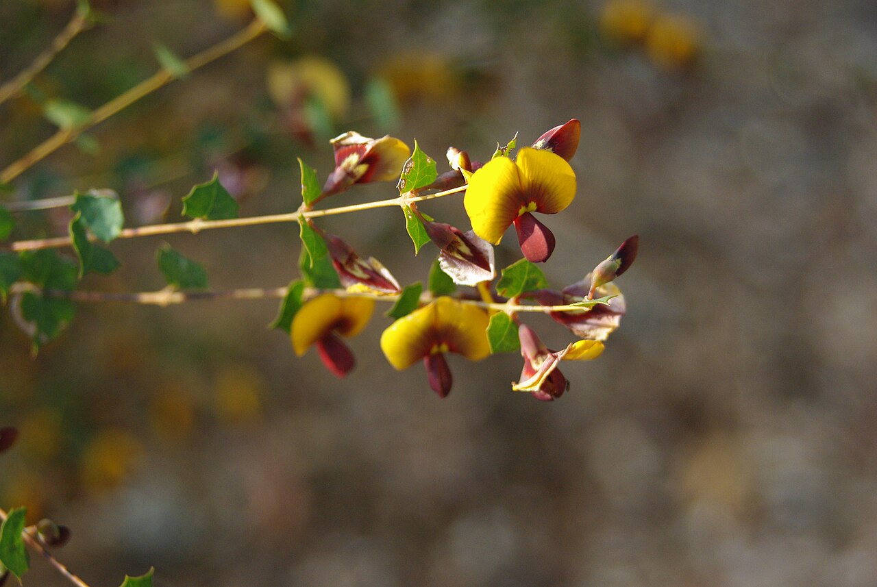 Water bush