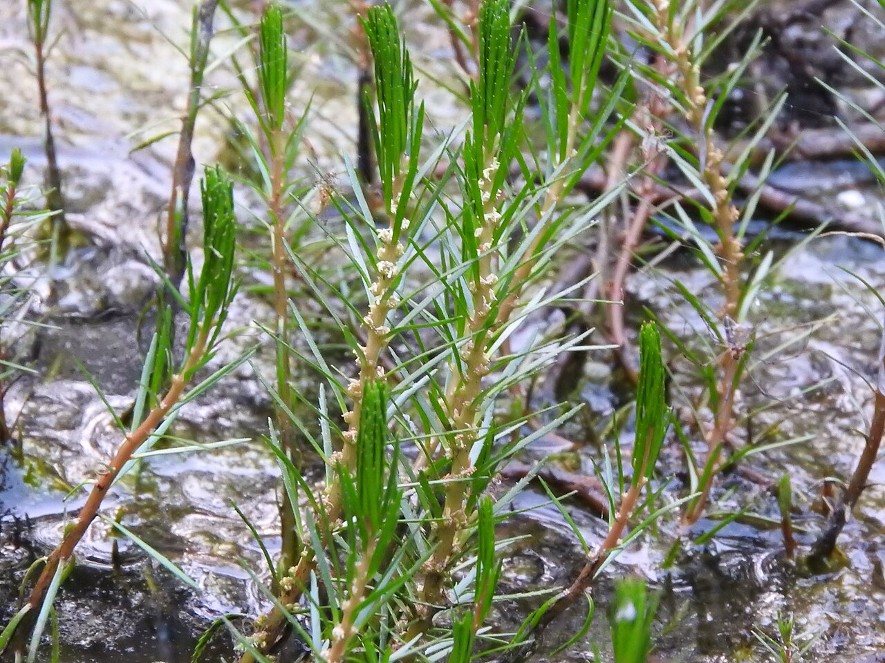 Myriophyllum oliganthum