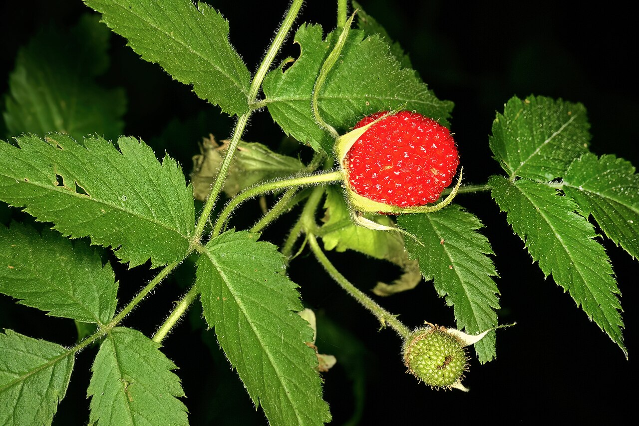Roseleaf bramble