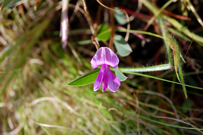 Indigofera dalzelliana