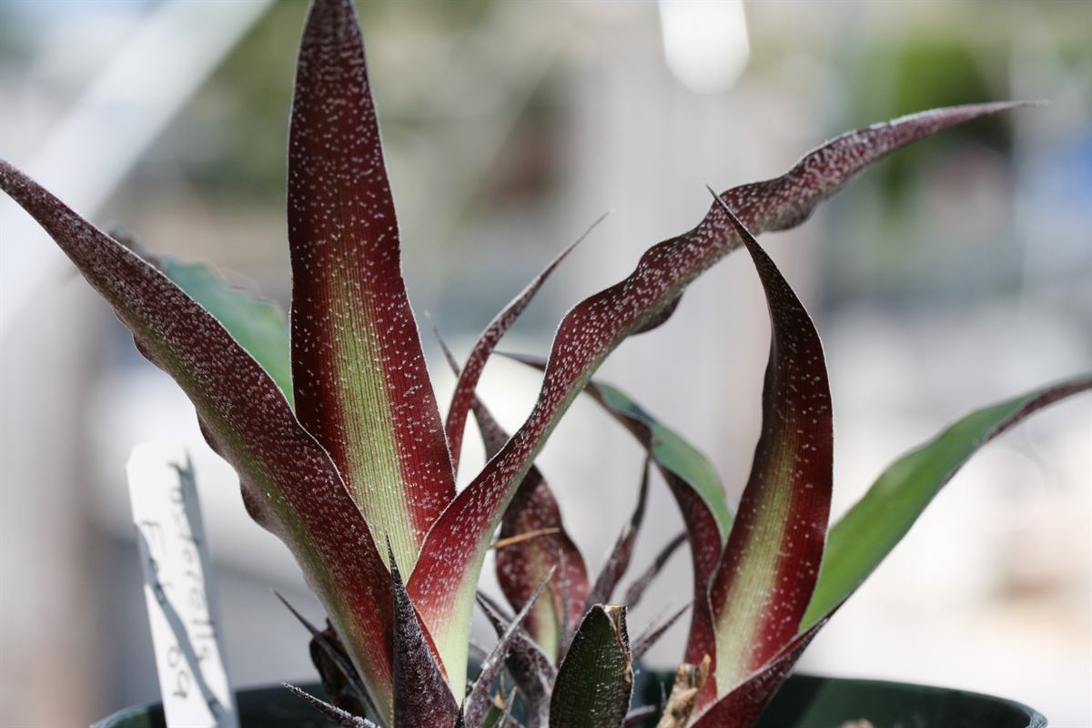 Fosterella villosula