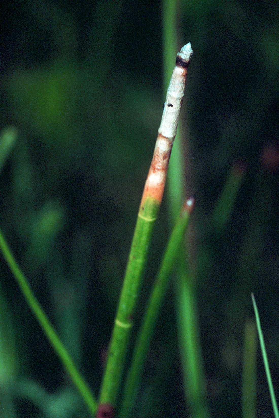Eleocharis equisetoides